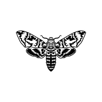 Moth